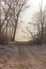 seguendo la luce invernale del mattino in campagna lungo una strada  - 240353543