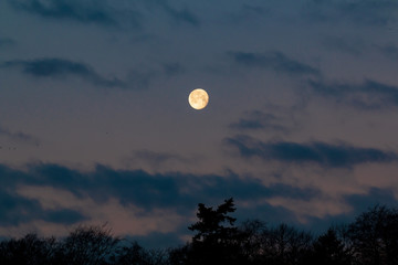 Obraz premium full moon in the sky