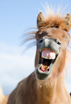 Lachendes Pferd