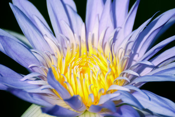 Thai colorful lotus in Thailand nature for background decoration.