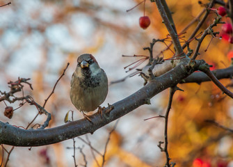 sparrow on a branch