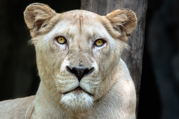 Obraz na płótnie Canvas Portrait of Female Lion