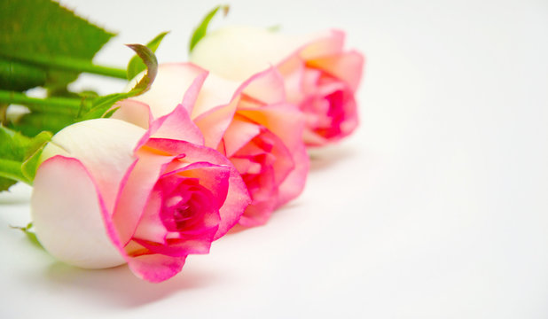 pink rose flowers  on white background