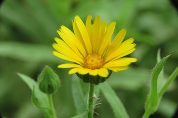 yellow wild flower macro photo