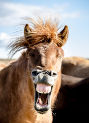 Lachendes Pferd