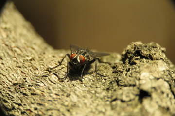 fly macro photo