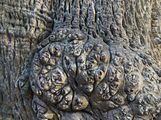 Fototapeta na wymiar texture of an old exotic tree in the forest, the root of the trunk.old tree bark close up