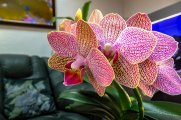 Closeup of yellow, red, pink and white striped with points orchid flower Phalaenopsis known as the Moth Orchid, on the nice office background. Selective focus.