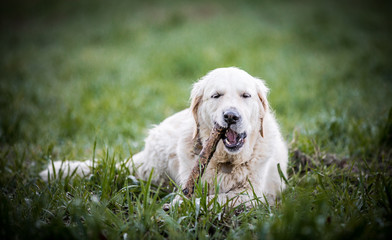 The Golden Retriever