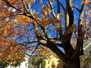 Autumn Leaves in New Hampshire.