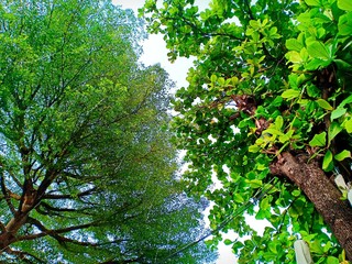 Obraz premium Green tree vol.1