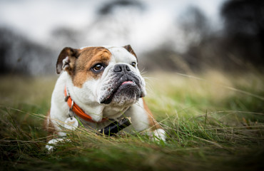 Fototapeta premium The English Bulldog
