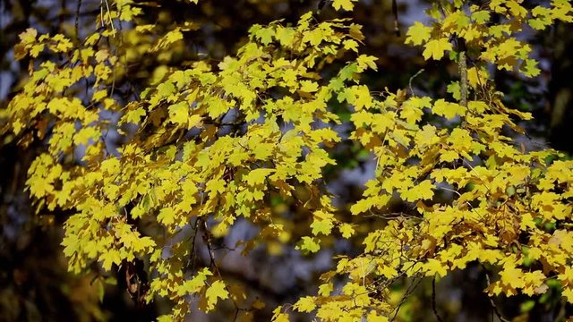 autumn, yellow leaves, nature