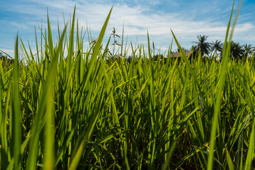 Fototapeta premium field of green rice in a sunny day