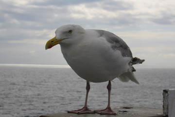 Mouette