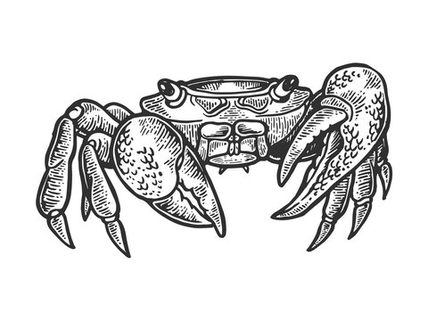 Crab sea animal engraving vector illustration. Scratch board style imitation. Black and white hand drawn image.