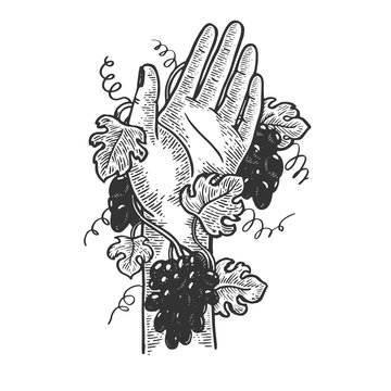 Hand braided with grape vine plant engraving vector illustration. Scratch board style imitation. Black and white hand drawn image.