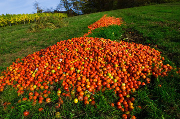 Fototapeta premium Überschussvernichtung von Tomaten