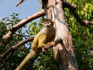 scimmia su albero