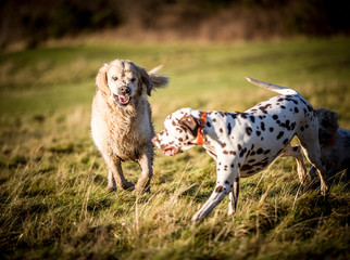Fototapeta premium The Dalmatian 
