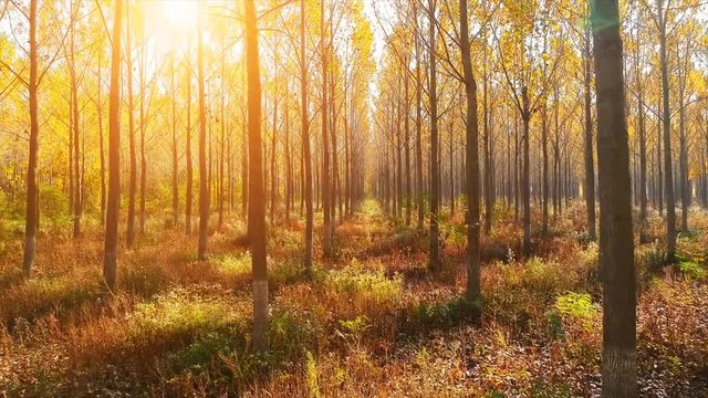 Forest Autumn Fall Trees Passing Tracking Shot Sunset Fly By Drone Aerial Close Up Nature. Lens flare
