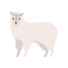 Cute alpaca llama of white color fur.