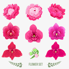 Flower set of peonies and orchids isolated on white background 