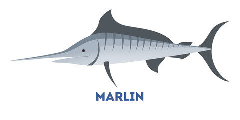 Marlin fish of blue color from sea.