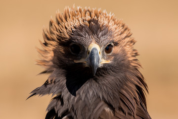 Adler Porträt