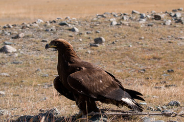Steinadler alleine