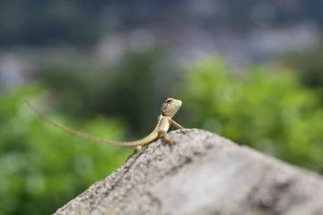 lizard on rock