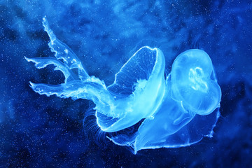 Fototapeta na wymiar Jelly-fish in deep water, sea life background