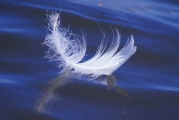 A beautiful white contour bird feather on the surface of the lake is reflected in the blue water.