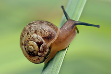 Snail crawling on the stem on the background of green grass.
