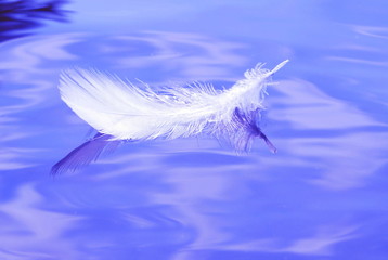 White beautiful contour bird feather floats on the surface of the lake and is reflected in the blue...
