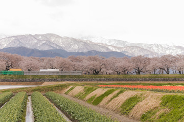 Fototapeta na wymiar Tulips and cherry blossom trees or sakura with the Japanese Alps mountain range in the background , the town of Asahi in Toyama Prefecture Japan.