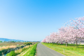 Beautiful cherry blossom trees or sakura blooming beside the country road in  spring day.