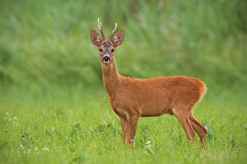 Roe deer, capreolus capreolus, buck with clear green blurred background. Wild mammal in nature.