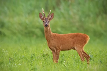 Foto op Canvas Roe deer, capreolus capreolus, buck with clear green blurred background. Wild mammal in nature. © WildMedia