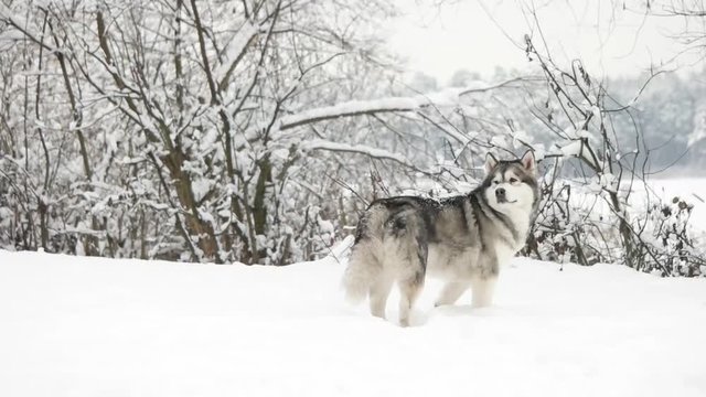 beautiful malamute and winter walk, slow motion