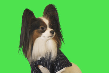 Beautiful dog Papillon in business suit with bow tie on green background