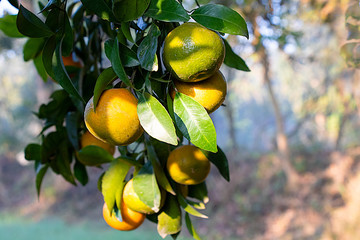 Fresh oranges on tree, with leaves and branches