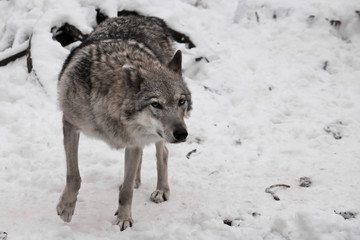 gray wolf in the snow.