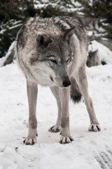 gray wolf in the snow.