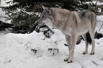 gray wolf in the snow.