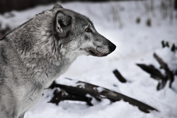 gray wolf in the snow.
