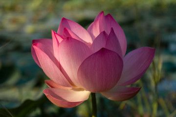 Pink lotus flower in pond of Cambodia