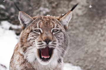 A close-up of the lynx's head, a big cat yawns exposing the red mouth.