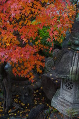 紅葉と灯籠