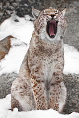 Obraz premium A seated lynx opens a wide mouth.